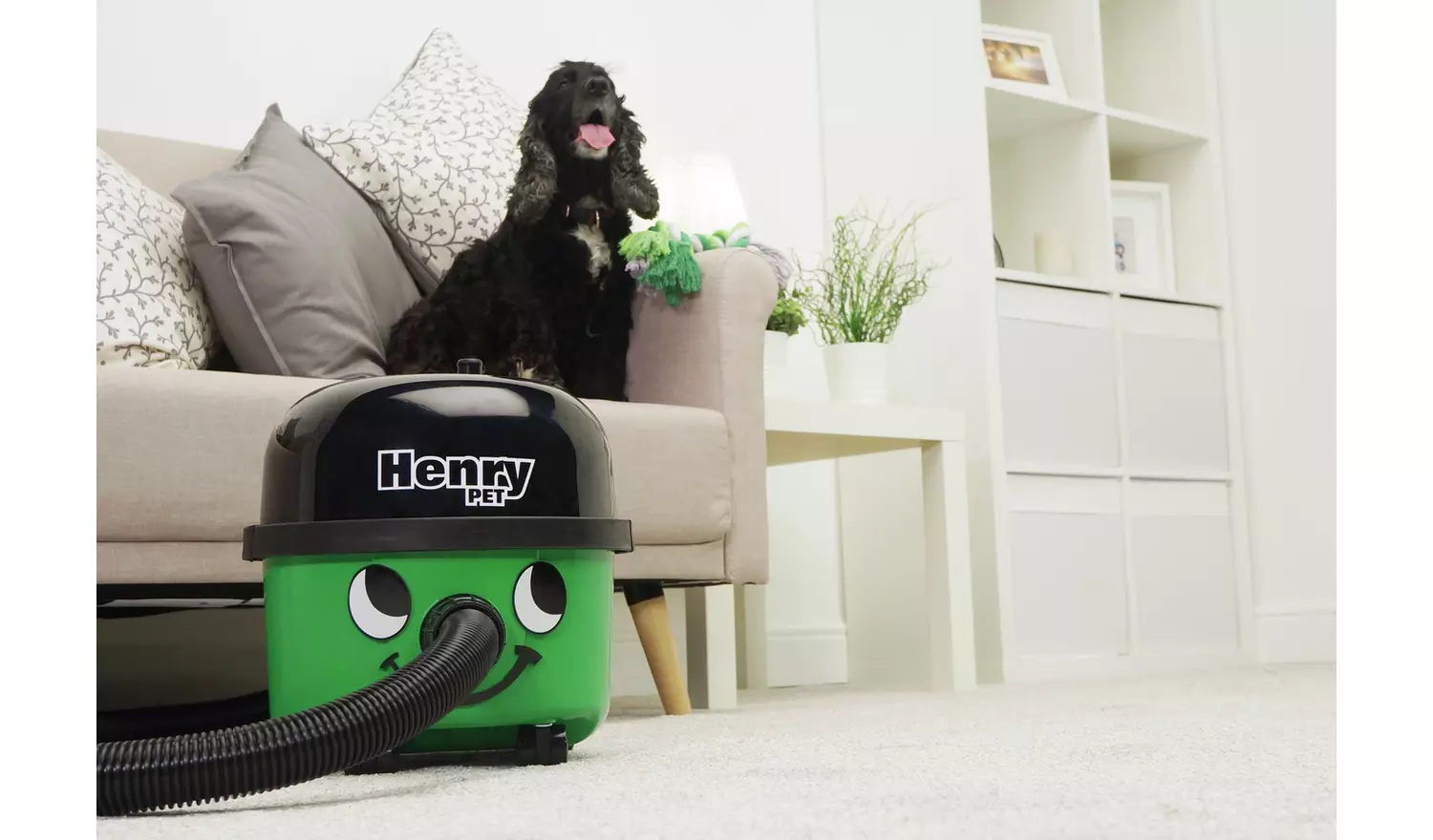 Henry Pet Corded Bagged Cylinder Vacuum Cleaner