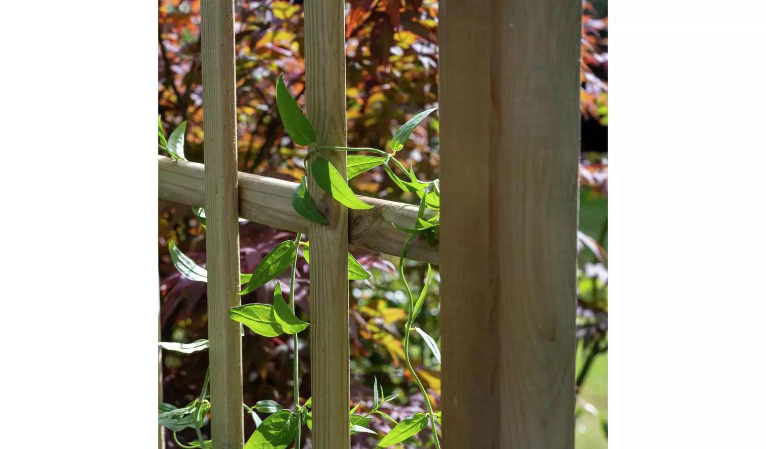 Forest Garden Classic Flat Top Pergola Arch