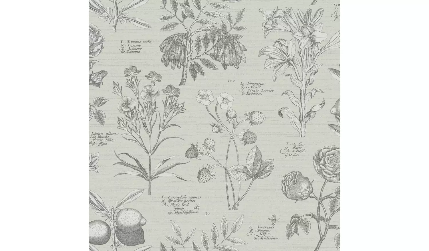 RHS Botanical Sketchbook Cream Wallpaper