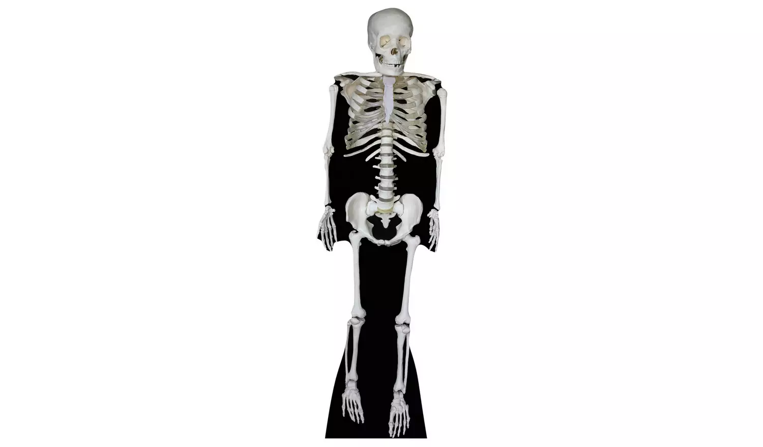 Star Cutouts Skeleton Cardboard Cutout