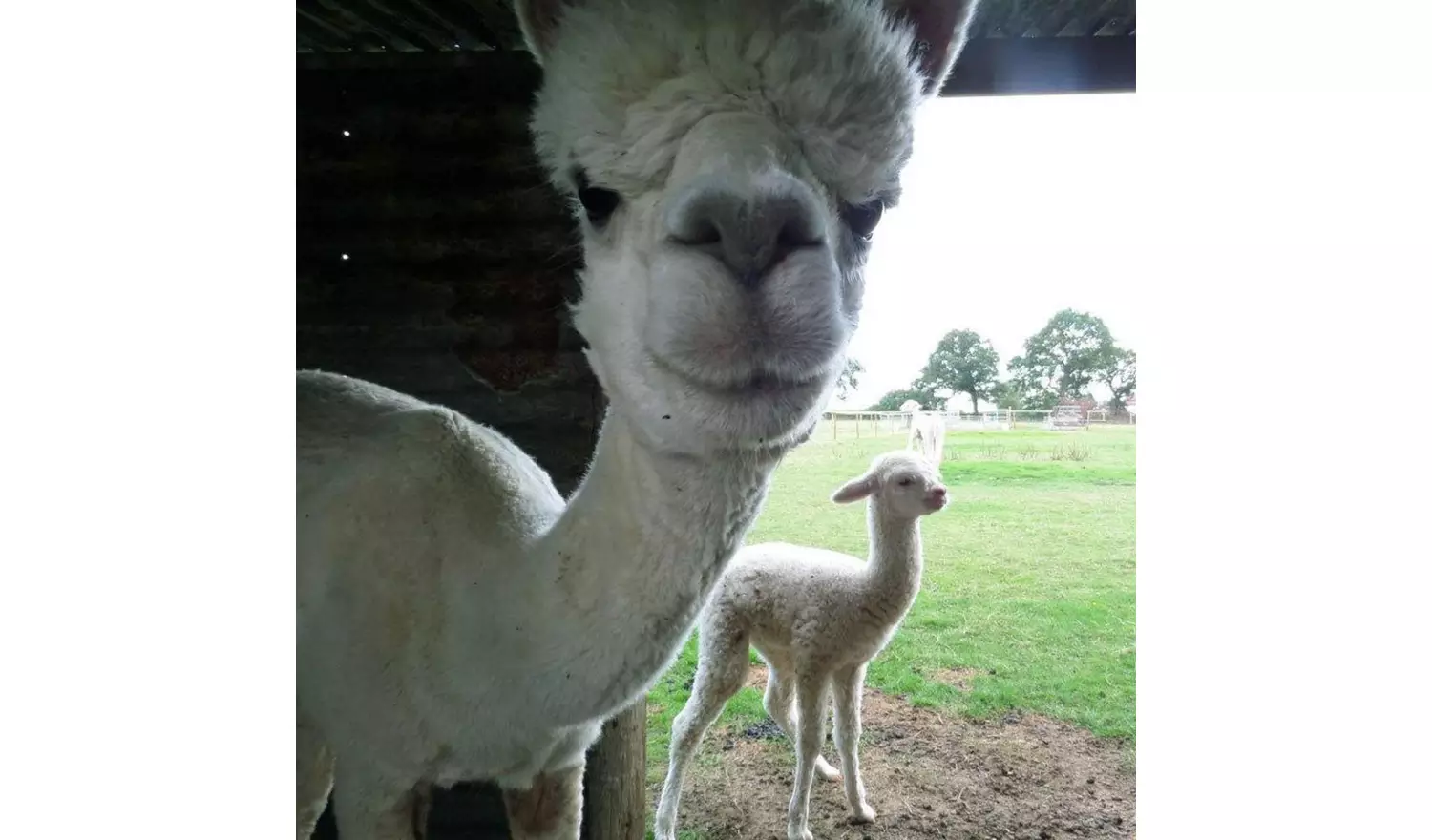 Red Letter Days Lucky Tails Alpaca Farm Gift Experience