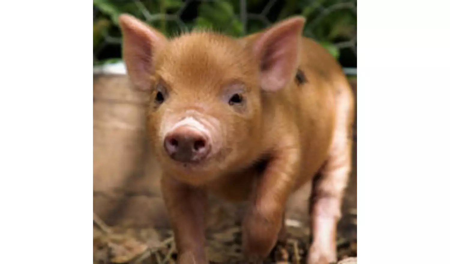 Buyagift Piggy Pet And Play For Two Gift Experience