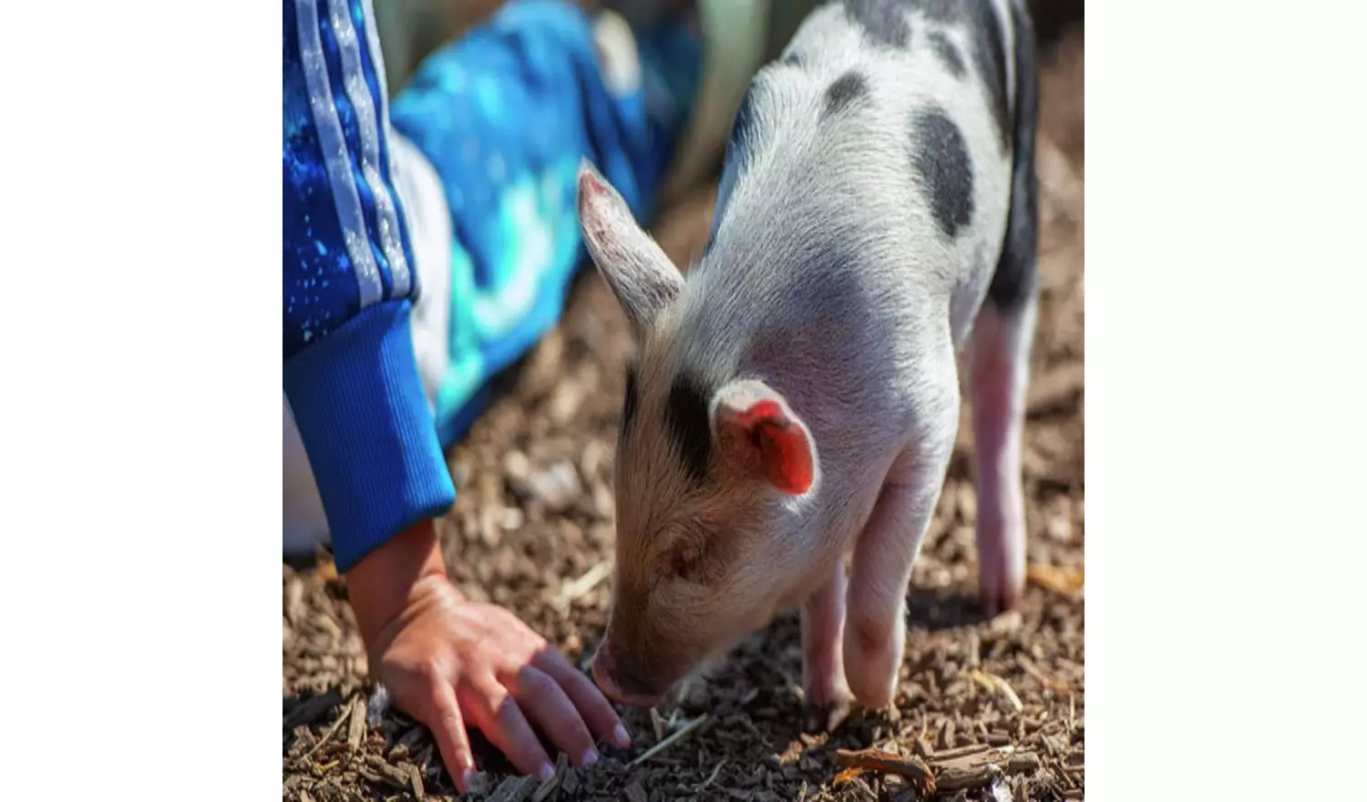 Buyagift Piggy Pet And Play For Two Gift Experience