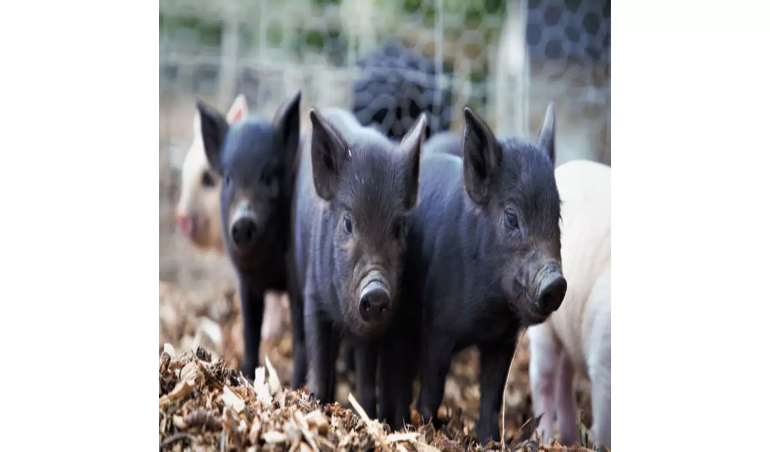 Buyagift Piggy Pet And Play For Two Gift Experience