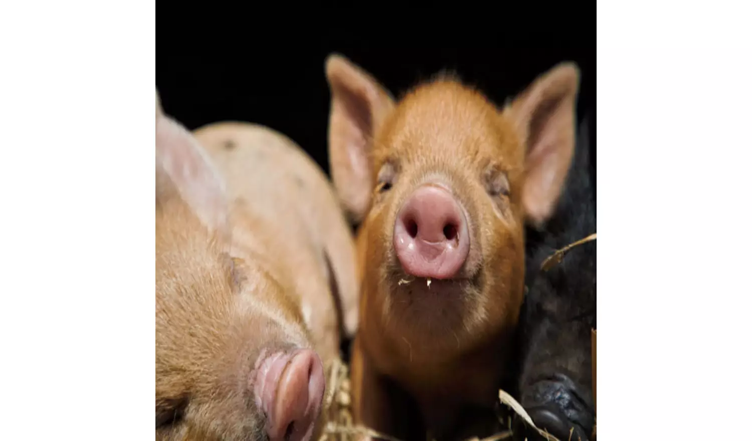 Buyagift Piggy Pet And Play For Two Gift Experience