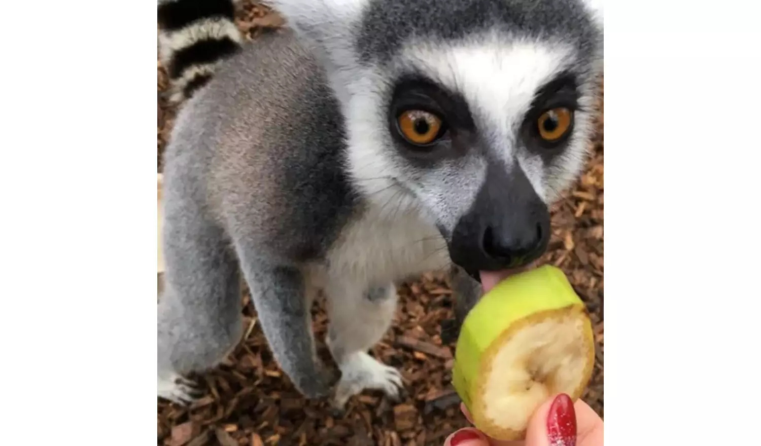 Red Letter Days Lemur and Reptile Experience For Two