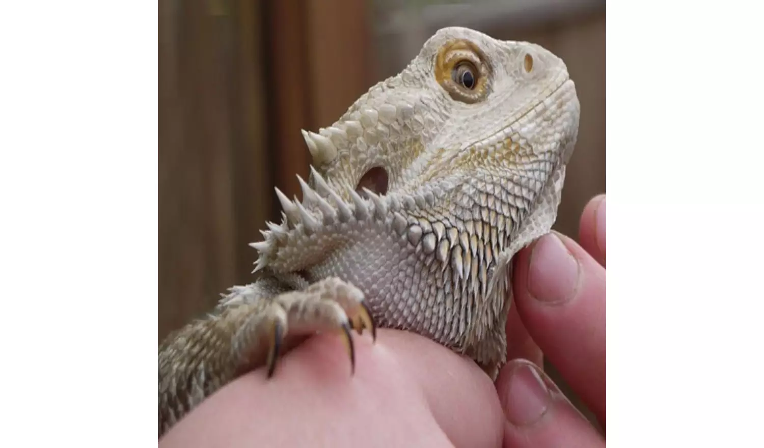 Red Letter Days Lemur and Reptile Experience For Two