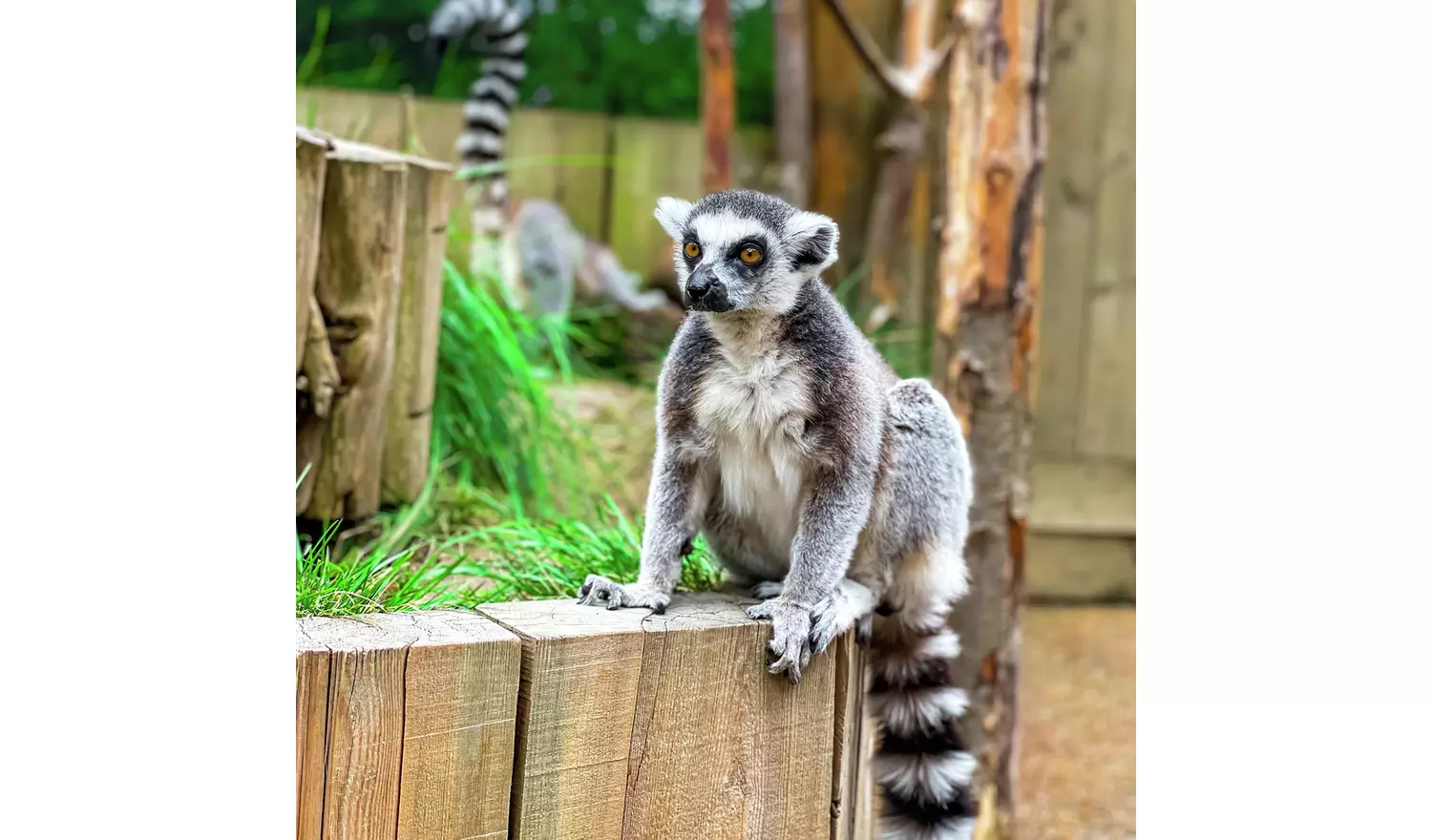 Red Letter Days Lemur and Reptile Experience For Two