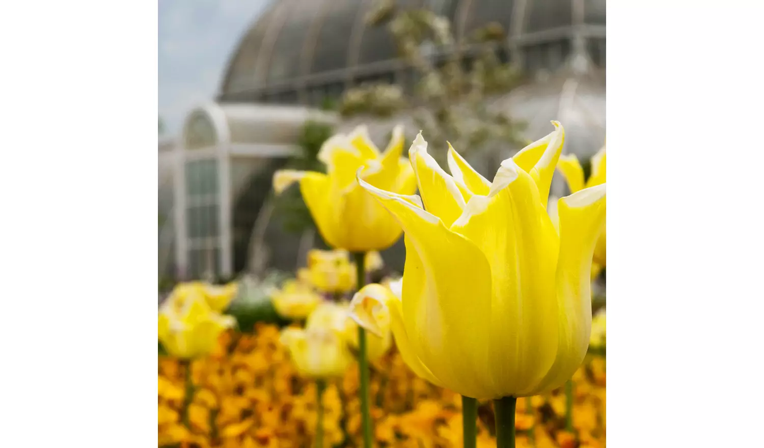 Buyagift Visit To Kew Gardens And Palace For Two Experience