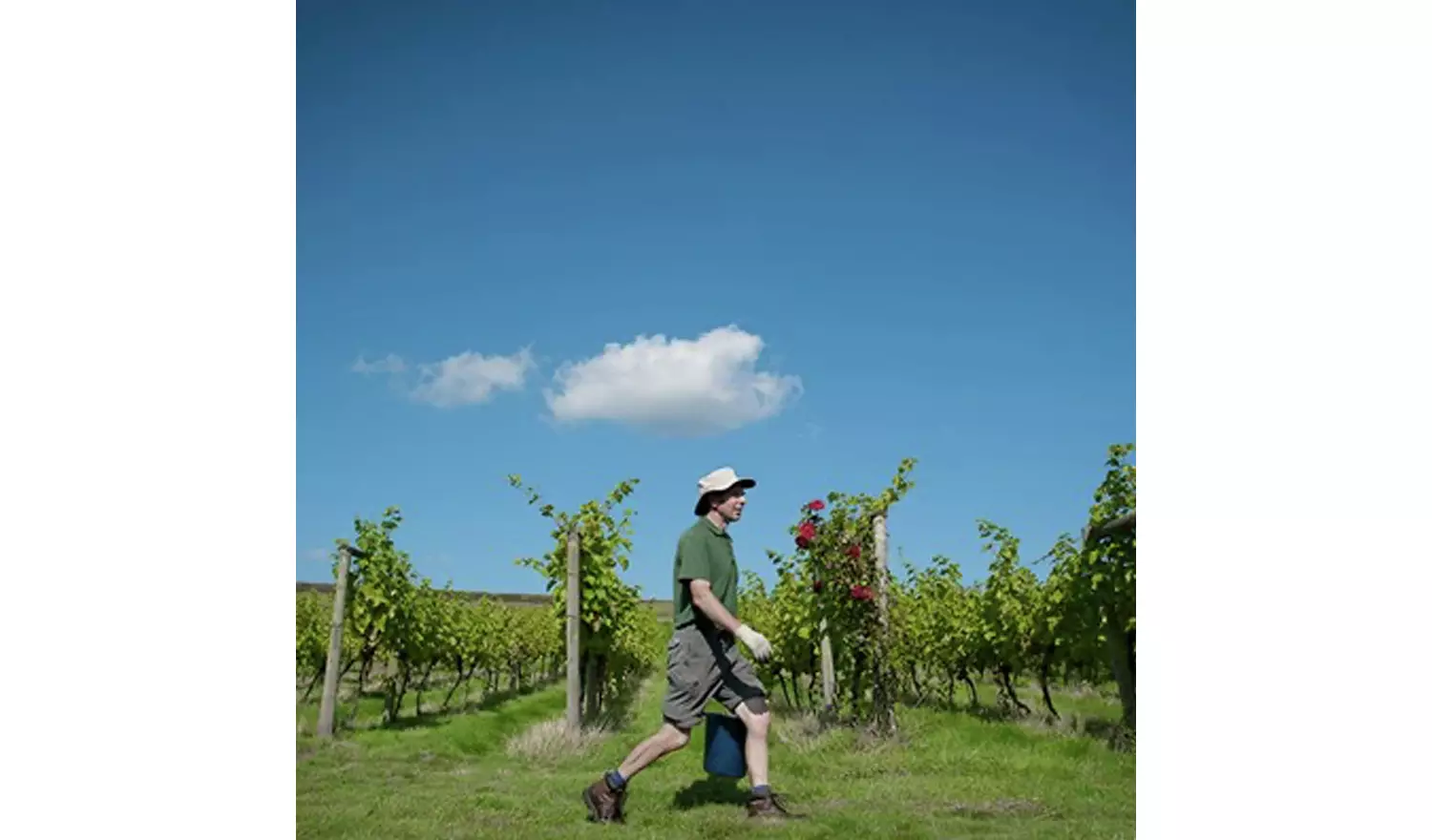 Buyagift Vineyard Tour and Tasting for Two Gift Experience