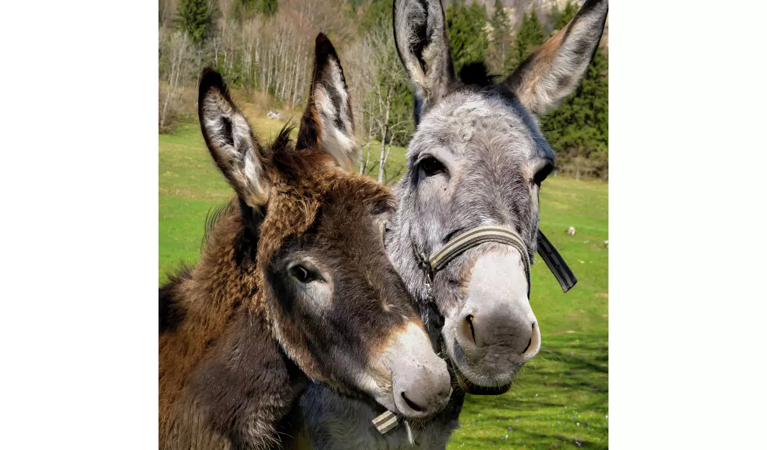 Activity Superstore Donkey Picnic At Dashing Donkeys For 4