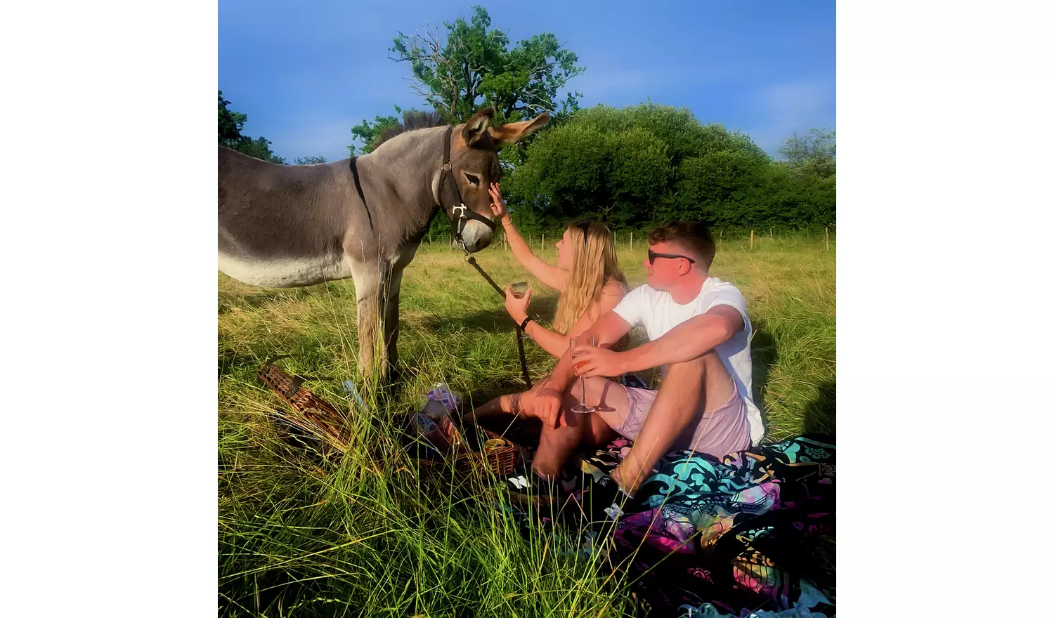 Activity Superstore Donkey Picnic At Dashing Donkeys For 4