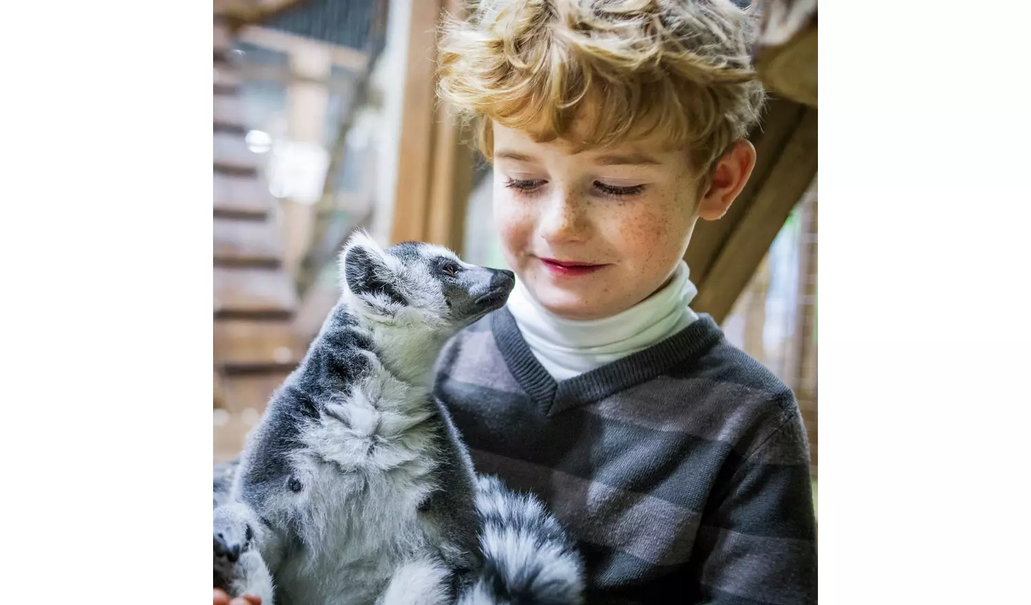 Activity Superstore Mkats & Lemurs At Zoo & Dinoworld For 2