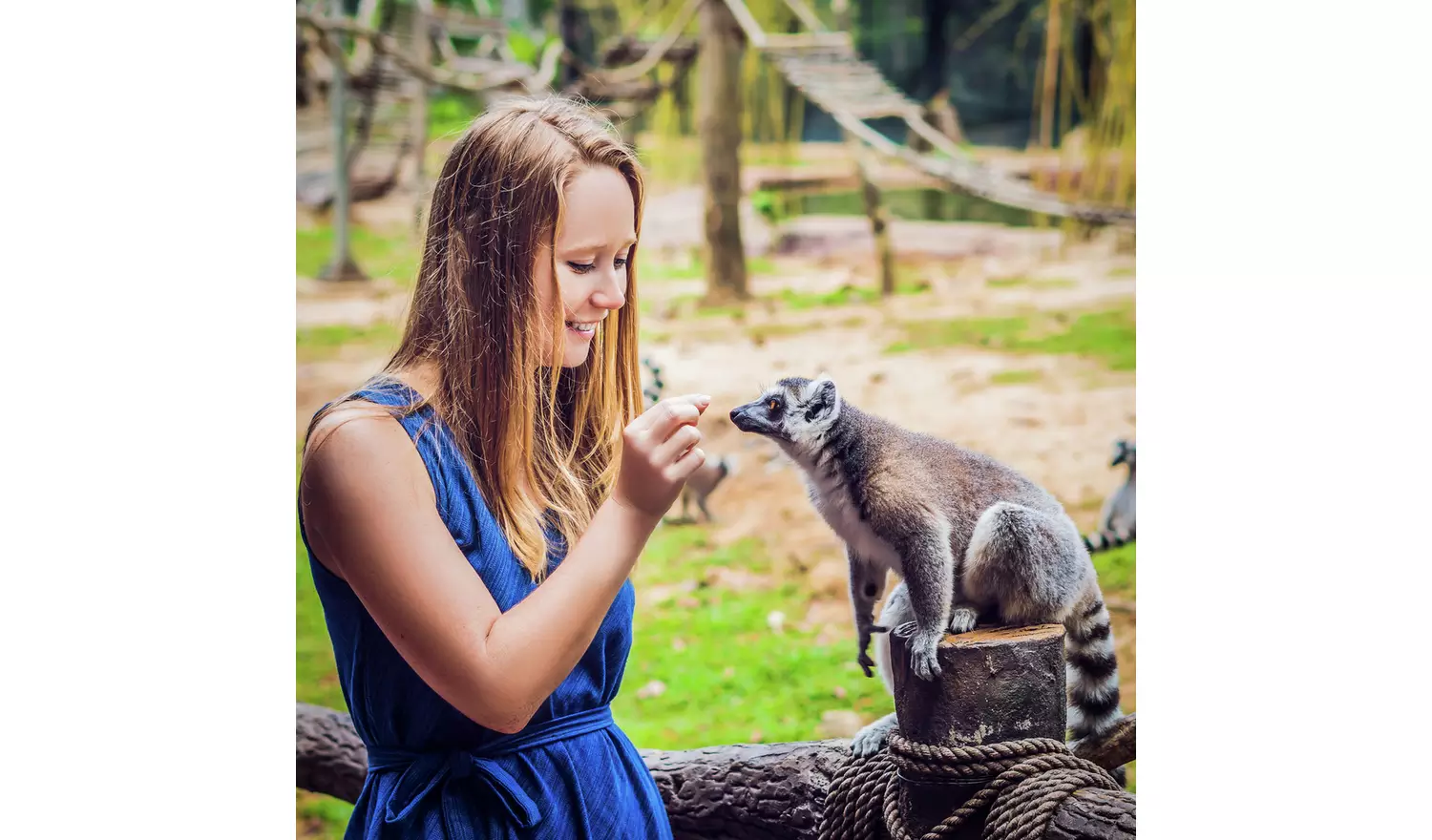 Activity Superstore Mkats & Lemurs At Zoo & Dinoworld For 2