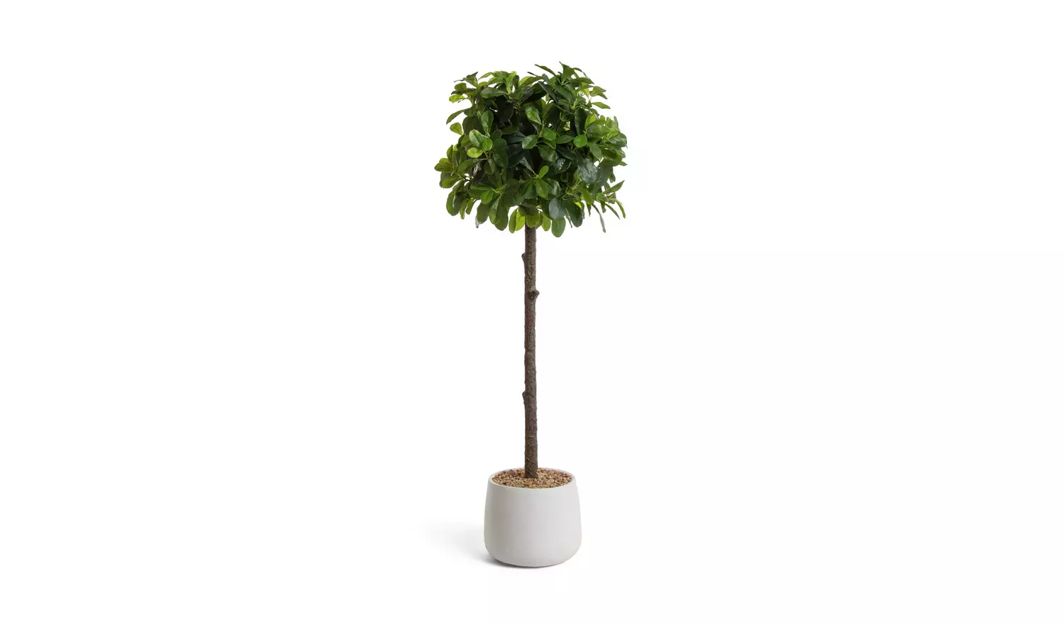 Garden by Sainsbury's Rounded Bay Tree in Pot