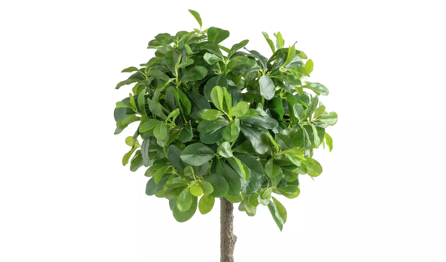 Garden by Sainsbury's Rounded Bay Tree in Pot