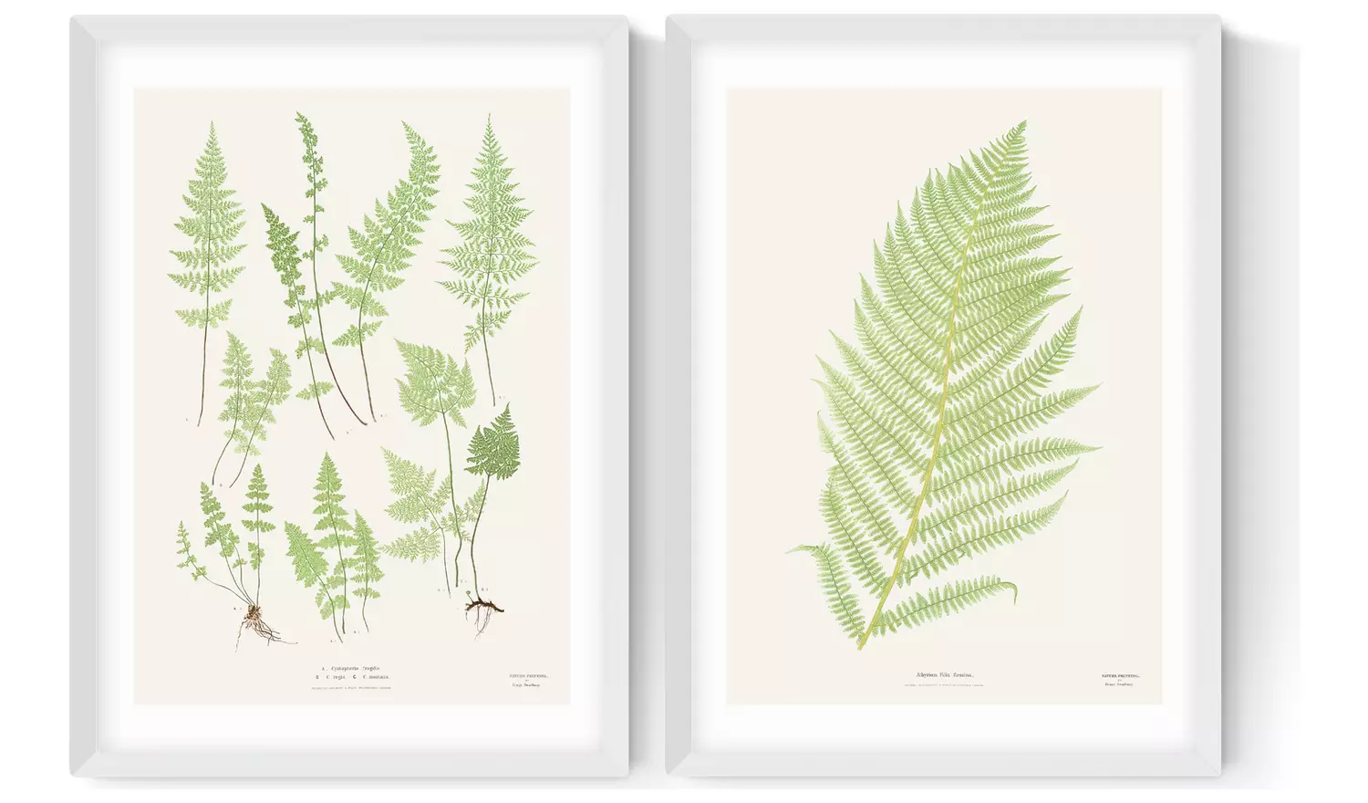 East End Prints Botan Vintage White Frame Art Print - A2