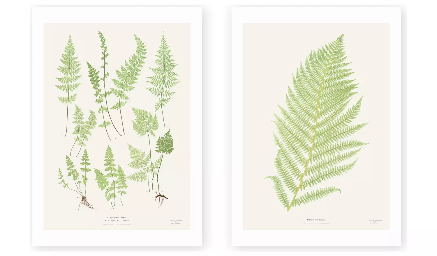 East End Prints Botan Vintage Art Print - A2