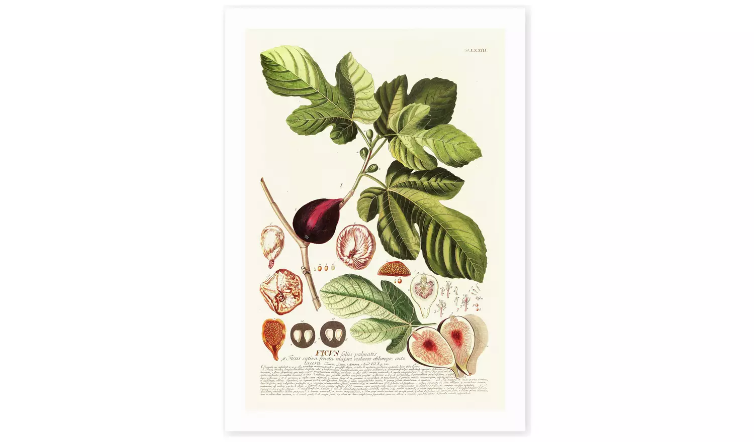 East End Prints Ficus Art Print - A2