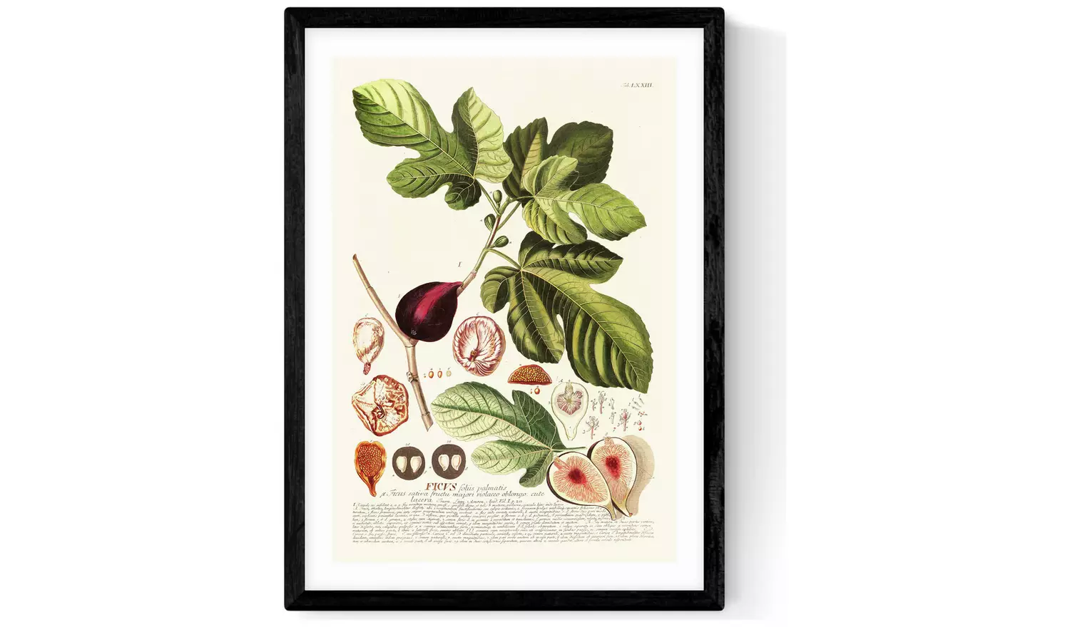 East End Prints Ficus Black Frame Art Print - A3