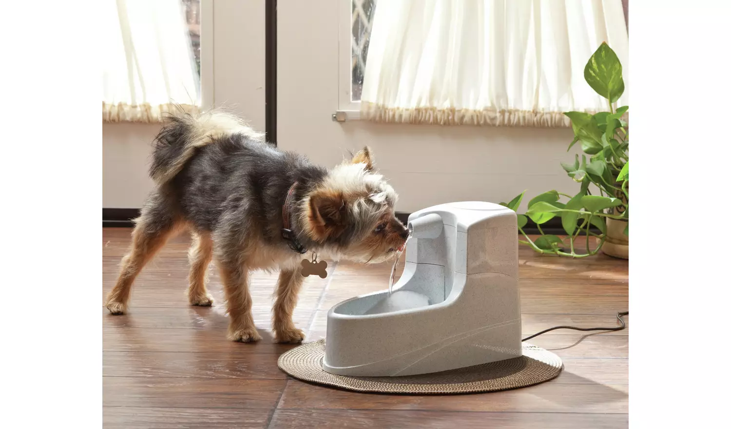 PetSafe Drinkwell Mini Dog and Cat Fountain