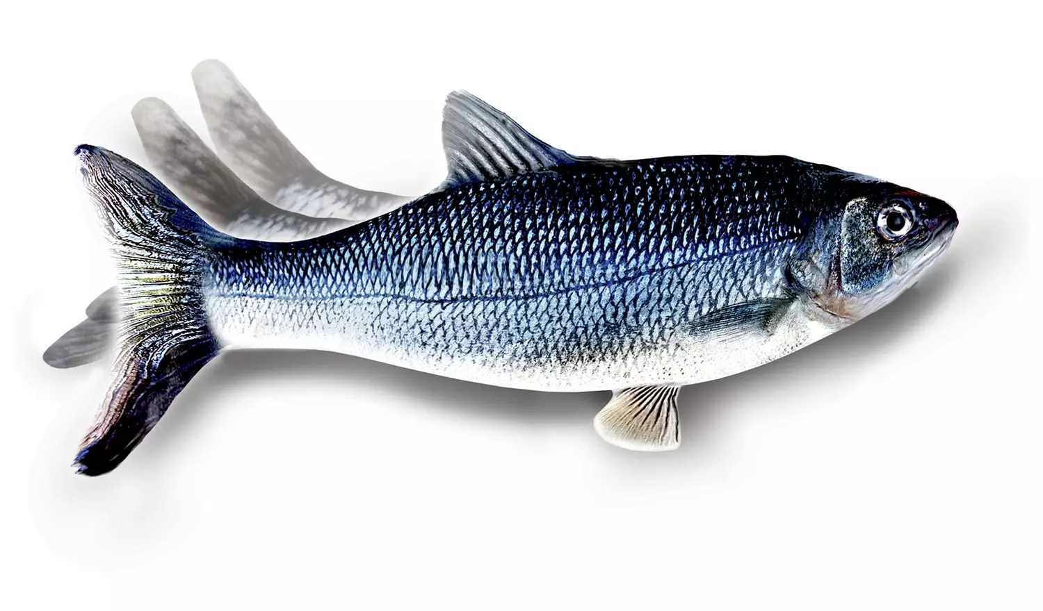 JML Flippity Fish Cat Toy