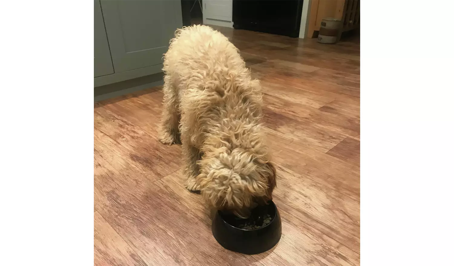 Rosewood Anti Scoff Slow Dog Feeder - Large