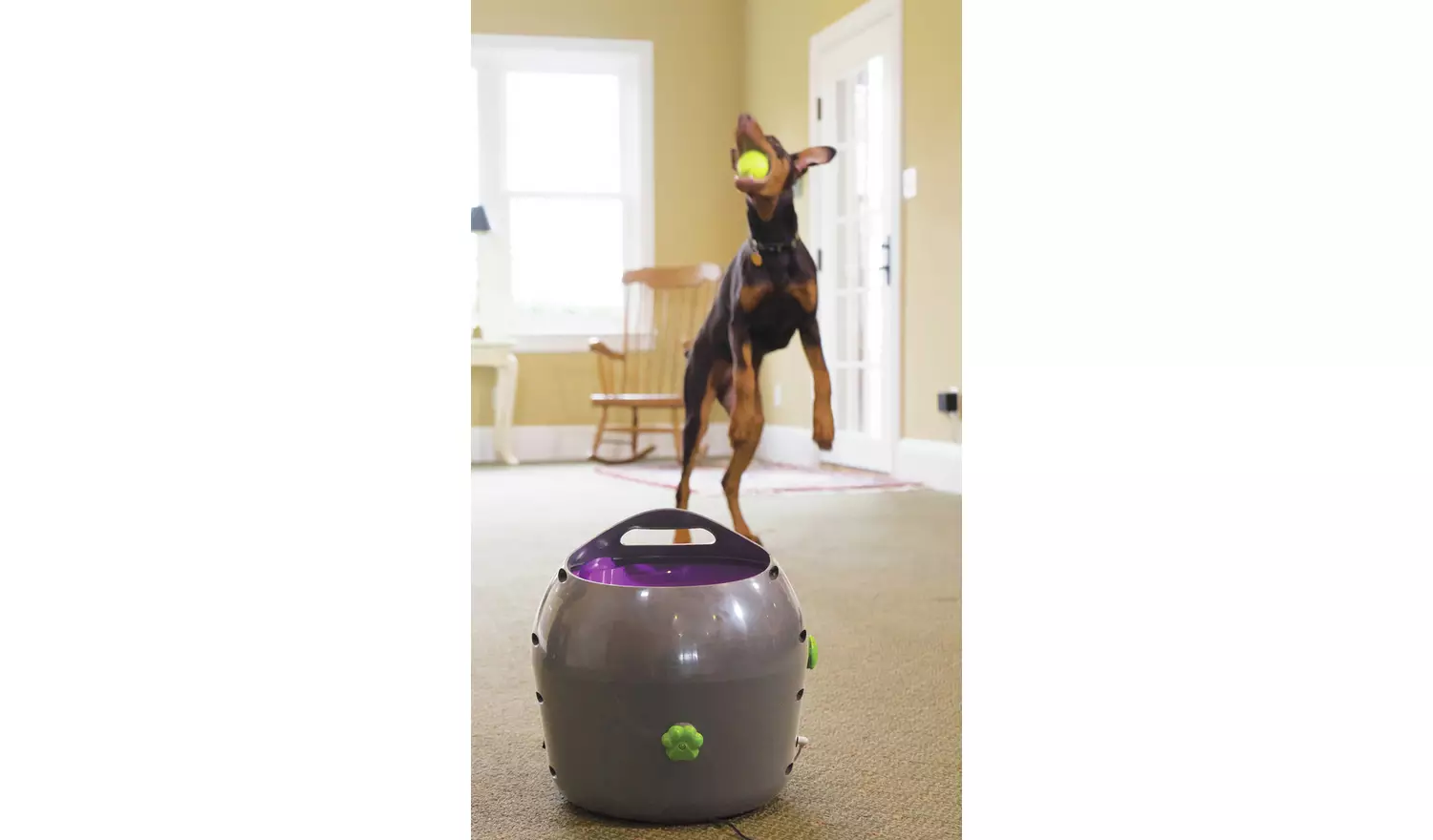 PetSafe Automatic Ball Launcher Dog Toy