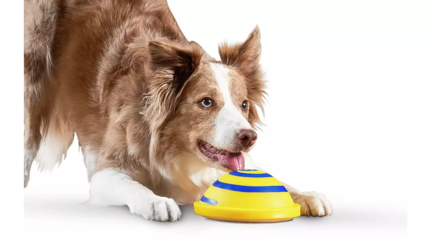 JML Woof Glider Dog Toy