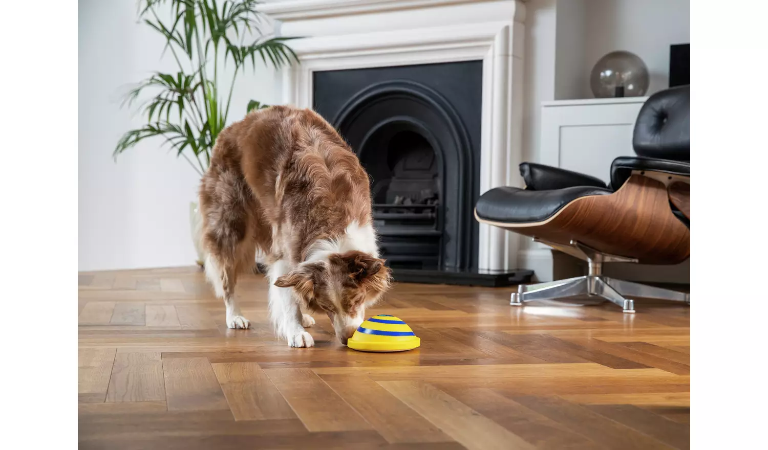 JML Woof Glider Dog Toy