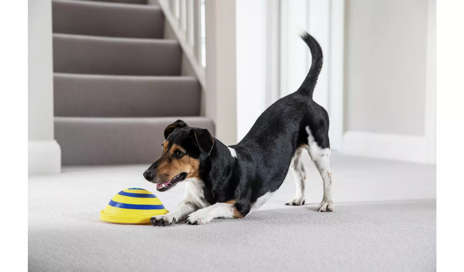 JML Woof Glider Dog Toy