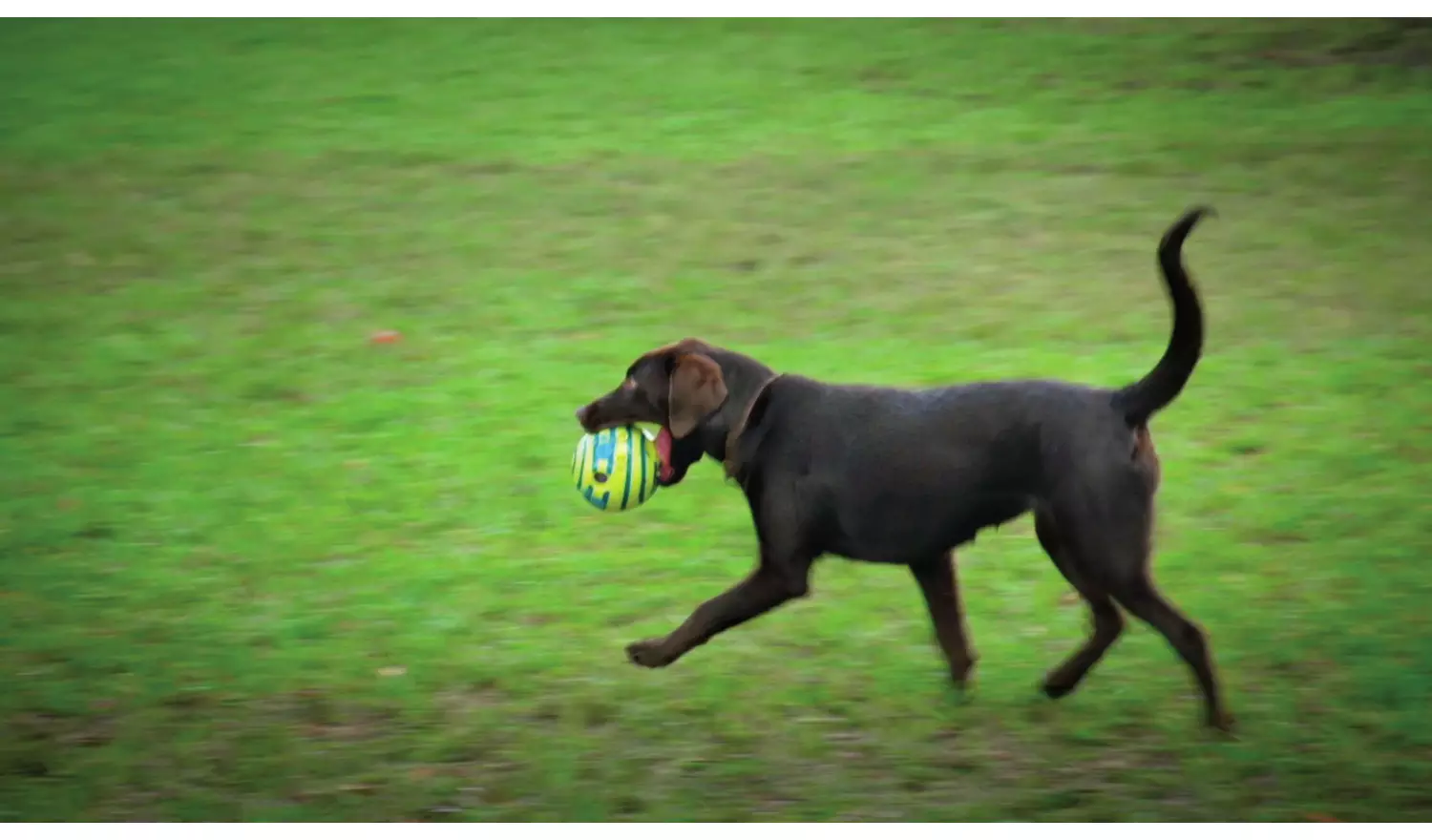 JML Wobble Wag Giggle Ball Dog Toy