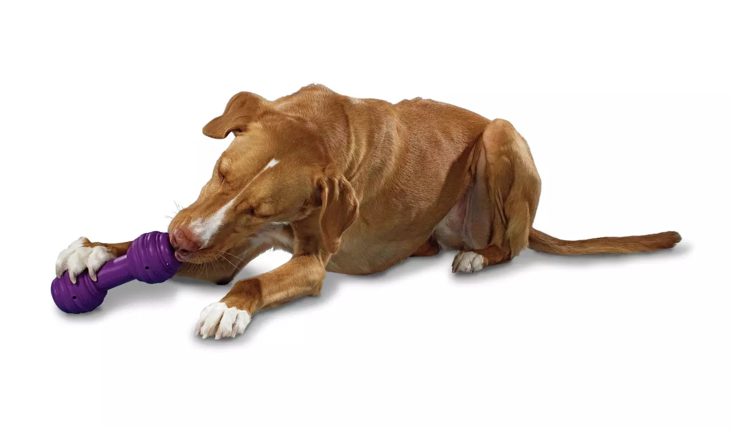 PetSafe Busy Buddy Chuckle Dog Toy