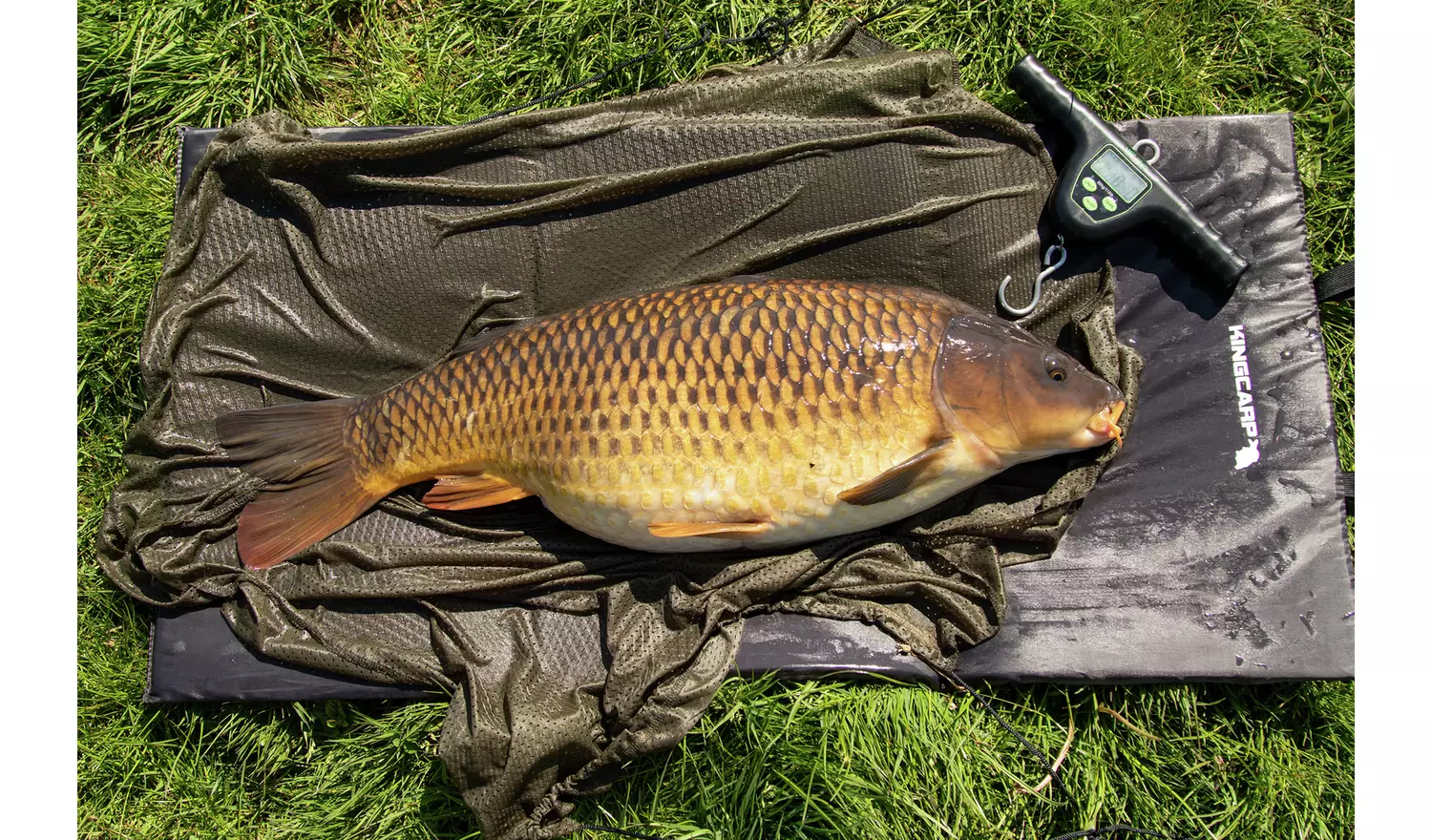 Matt Hayes Digital Weighing Scales