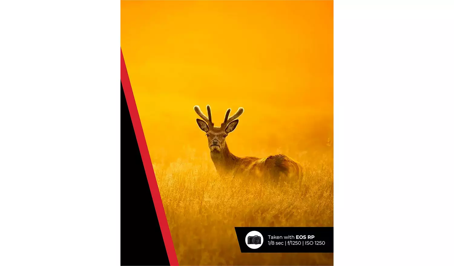 Canon RF 100-400mm f/5.6 - 8 IS USM Lens