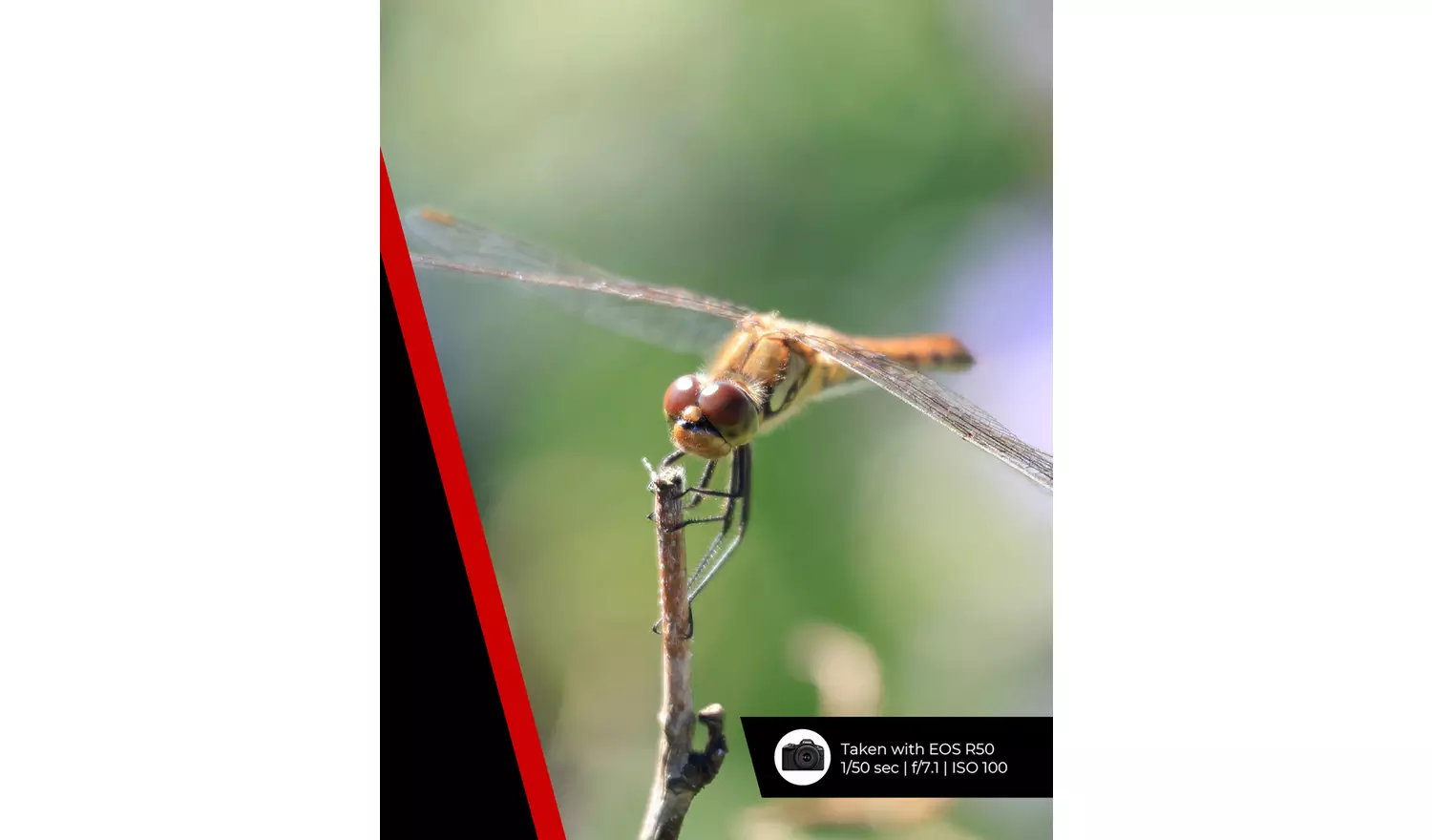 Canon RF-S 55-210mm f/5-7.1 IS STM Lens