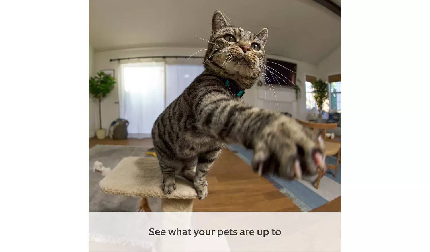 Ring Pan-Tilt Indoor Plug-In CCTV Security Camera - White